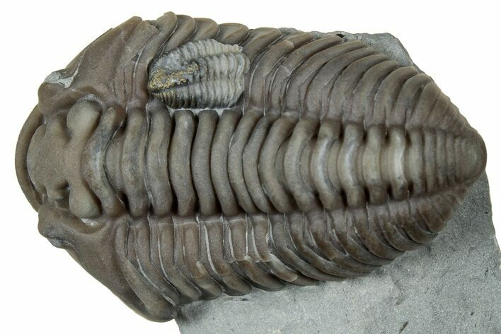 Prone Flexicalymene Trilobite - Mt Orab, Ohio #347294